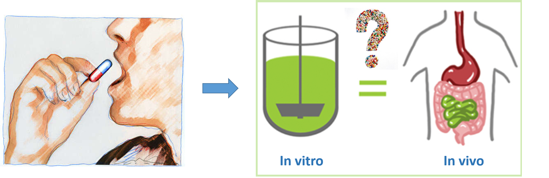 In vitro vs in vivo dissolution